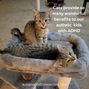 Kittens Smoky and Nappy. Cats provide so many wonderful benefits to children with autism and ADHD.